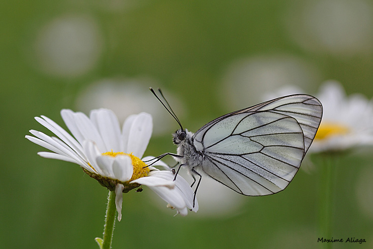 Pterophore-aile-plume  Photothèque de l'Écolothèque