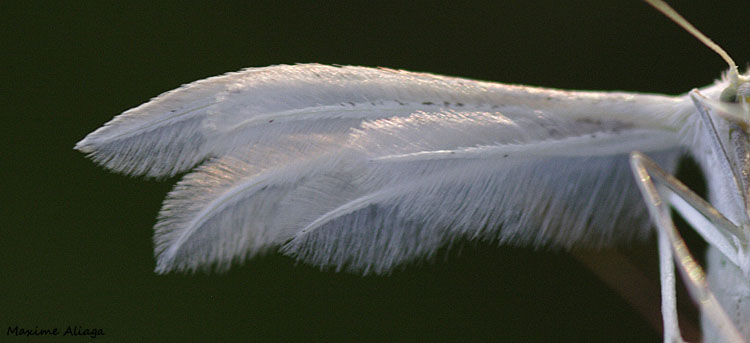 Pterophore-aile-plume  Photothèque de l'Écolothèque