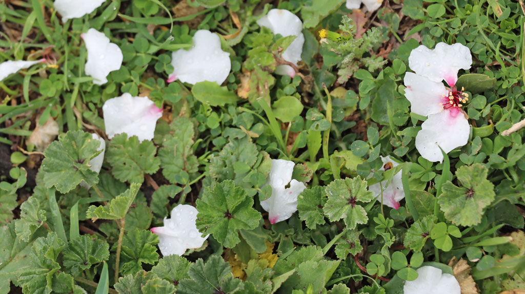 Herbes, mauves et fleurs