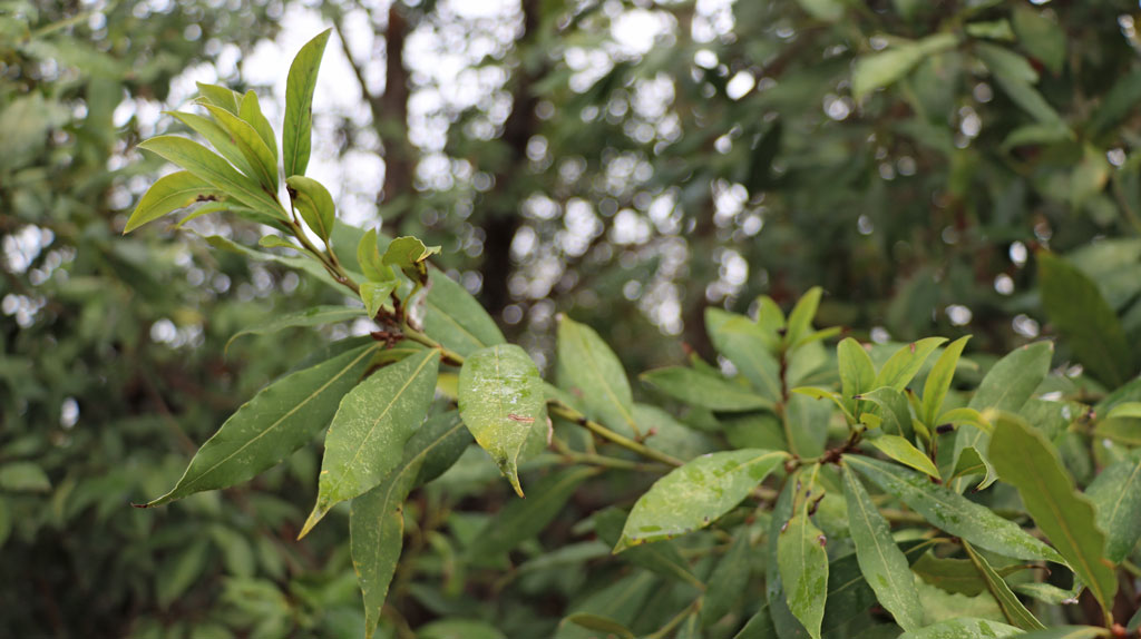 Branche d'arbre avec des feuilles