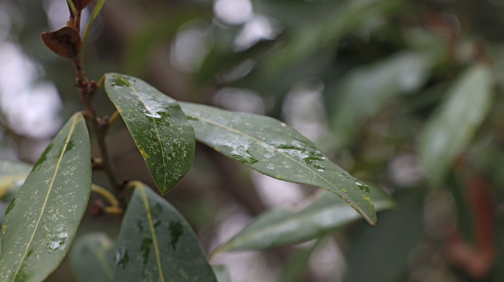 Des feuilles de laurier couvertent de gouttes de pluie