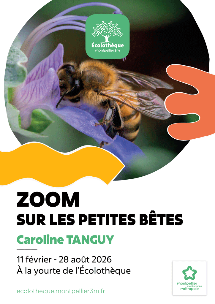 affiche de l'exposition avec une photo d'abeille butinant une fleur
