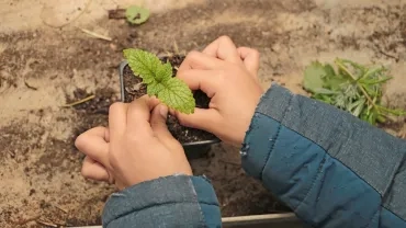 Mains d'un enfants qui mettent une bouture d'herbe aromatique dans un petit pot rempli de terre