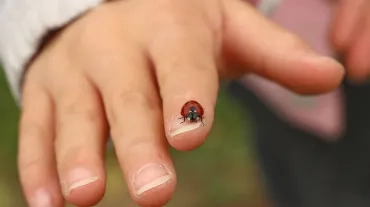 Main d'enfant avec une coccinelle sur le bout d'un doigt