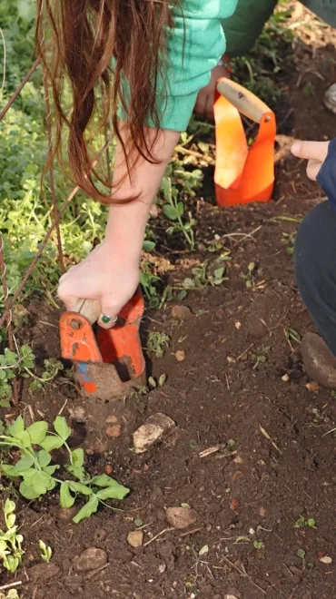 Un bras d'enfant tenant dans la main un plantoir à bulbes enfoncé dans de la terre préparée pour des plantations