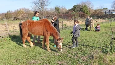 au premier plan, 1 cheval entouré de deux enfant et d'une animatrice et en second plan deux enfants avec un âne