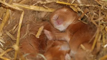 Nid de lapereaux de 3 jours dans la paille