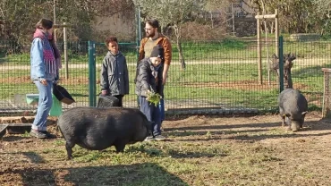 un groupe d'enfants et leurs animateurs sont en compagnie de deux cochons dans leur enclos