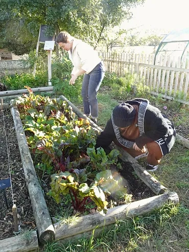 Deux adultes sont devant un potager, ils cueillent des feuilles de chou
