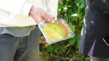 Une image de centre de fleur, organisé selon le nombre d'or 