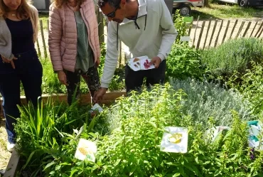 un groupe d'adultes dépose des images sur des plantes 
