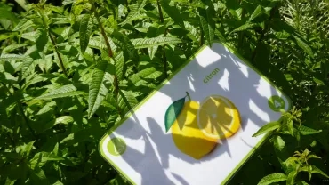 Une image de citron est posée sur de la verveine citronnée