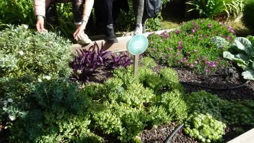 Carré "vue" du jardin des sens avec des plantes de formes et de couleurs variées