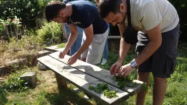 Deux adultes mettent à sécher au soleil des plantes récoltées