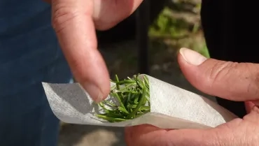 les mains d'une adulte qui remplissent un sachet de thé avec du thym