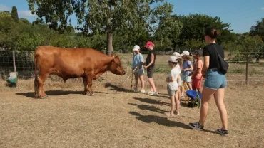 Les bœufsen folie