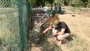 Gratouilles au cochon