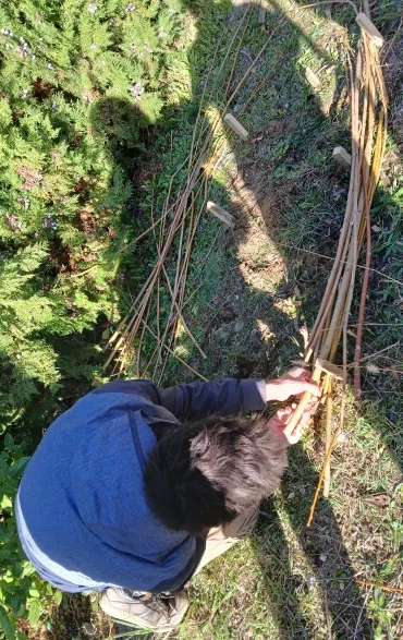 L'animateur tresse les cannes de Provence entre les piquets en bois.