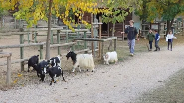 un groupe d'enfants et leur animateur dirigent le troupeau de chèvres