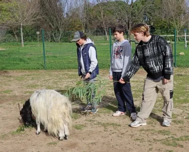 Deux enfants et leur animateur proposent des branchages au bouc