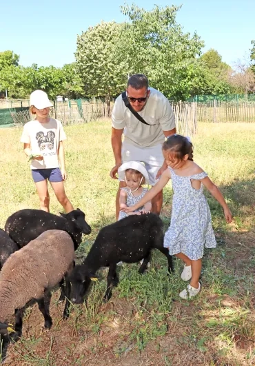 un papa et ses filles caressent des moutons