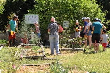 Un groupe récolte au potager