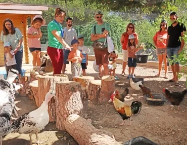 un groupe écoute une animatrice qui montrent un coq