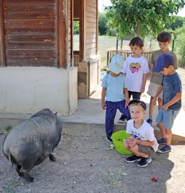 des enfants observent un cochon