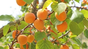 Mercredis de juin 2019