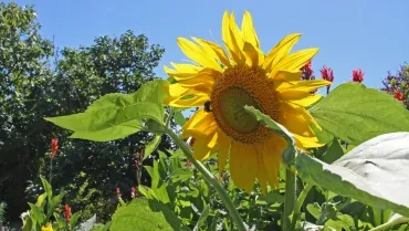 Vacances d'été - 18 au 22 juillet 2016
