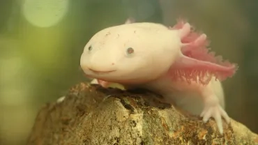 Vacances d'été - 11 au 15 juillet 2022