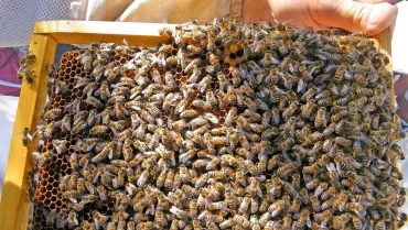 Mercredis de mai 2019