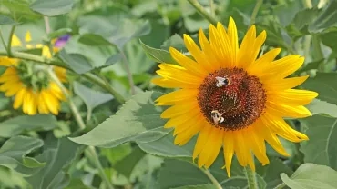 Vacances d'été - 12 au 14 août 2019