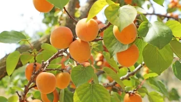 Abricots Écolothèque Montpellier.jpg
