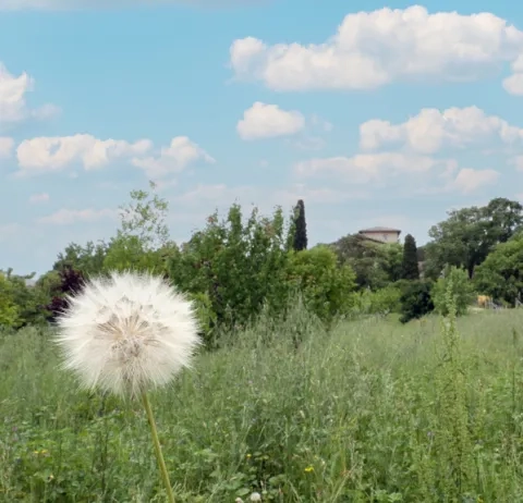 Espace enherbé avec un pissenlit en fructification en premier plan et des arbres et un batment de l'Écolothèque en arrière plan