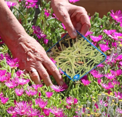 Deux mains d'adulte tiennent une affichette de plante sans fleur au dessus de la même plante fleurie