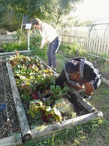Deux adultes sont devant un potager, ils cueillent des feuilles de chou