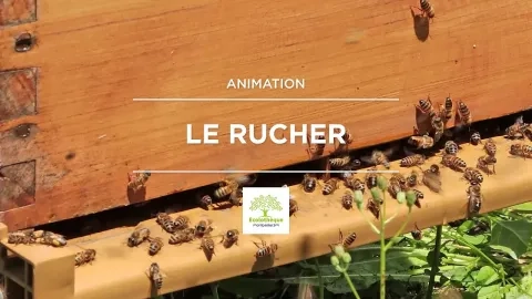 Abeilles à l'entrée d'une ruche carrée en bois