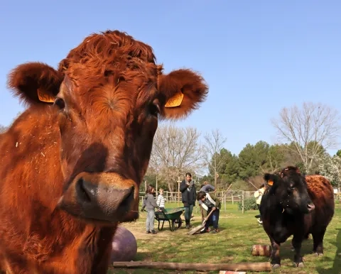 un groupe d'enfants et leur animatrice nettoient l'enclos des boeufs visibles en premier plan