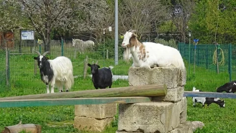 Mercredis d'avril 2022