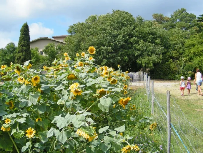 Un groupe d'enfant avance vers le bâtiment de l'Écolothèque en passant près de tournesols