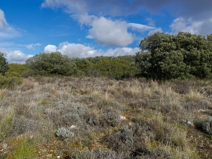 Photo de la garrigue méditerranéenne