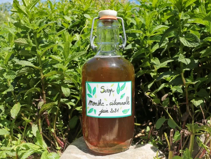 Une bouteille de sirop est posée devant des plantations de menthe