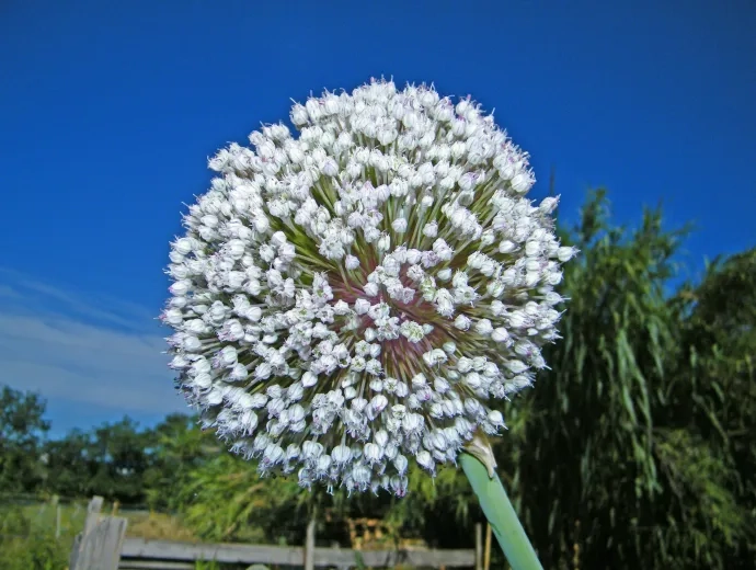 Fleur 