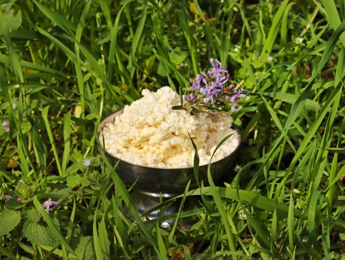 Coupelle avec fromage frais à l'intérieur posée sur de l'herbe avec un brin de romarin posé dessus