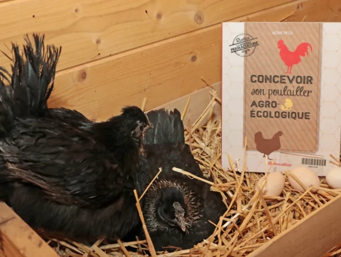 Le livre Concevoir son poulailler agroécologique est présenté au milieu de la paille, à côté de deux poules couvant leurs oeufs