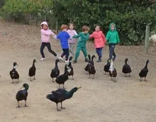 un groupe d'enfants se tiennent la mains derrière une vingtaine de canards