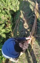 L'animateur tresse les cannes de Provence entre les piquets en bois.