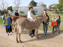 un groupe d'enfants et leur animateur sont à côté de deux ânes 