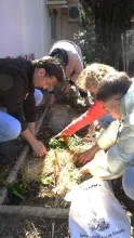 Les participants paillent les plants.